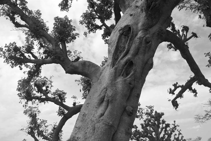 baobab sur la route de Saint-Louis du Sénégal