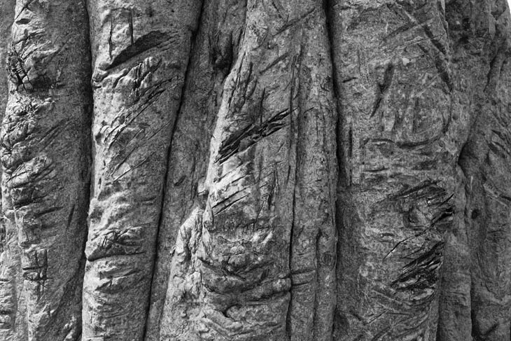 écorce de Baobab dans la région du fleuve Sénégal