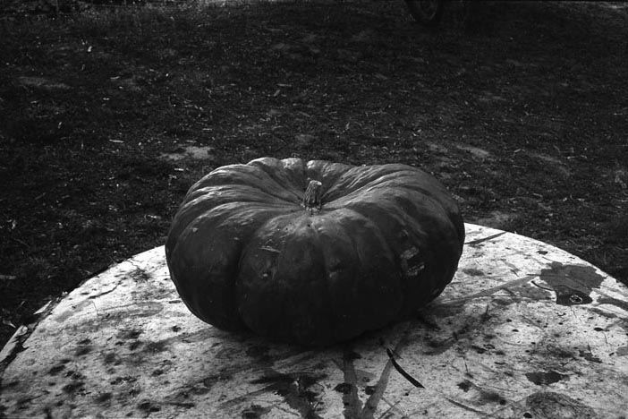 Courge