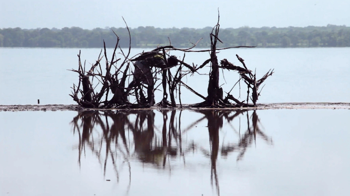 Racines de mangroves
